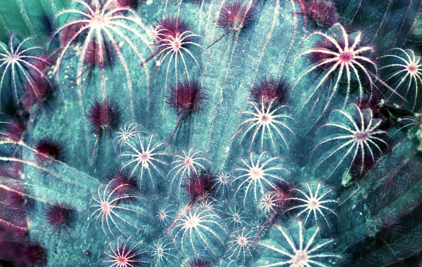 Psychedelic Cactus